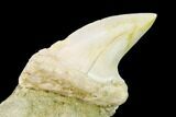 Fossil Mako Shark Tooth On Sandstone - Bakersfield, CA #144424-1